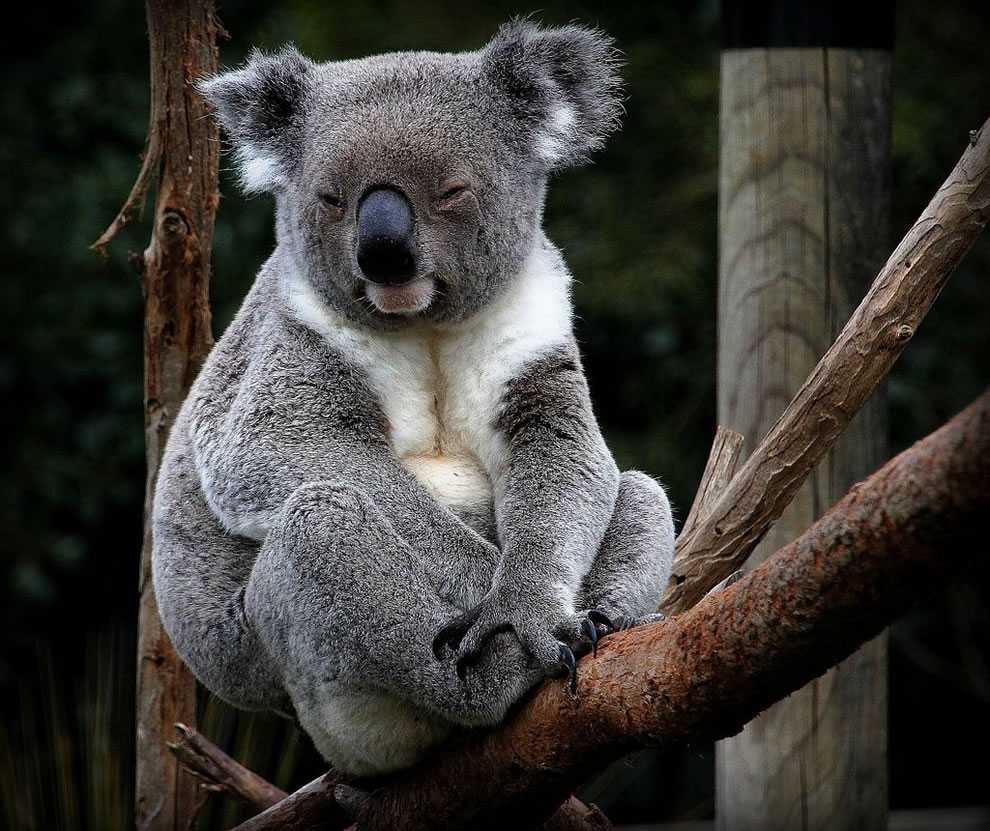 Коала, или австралийский мишка
