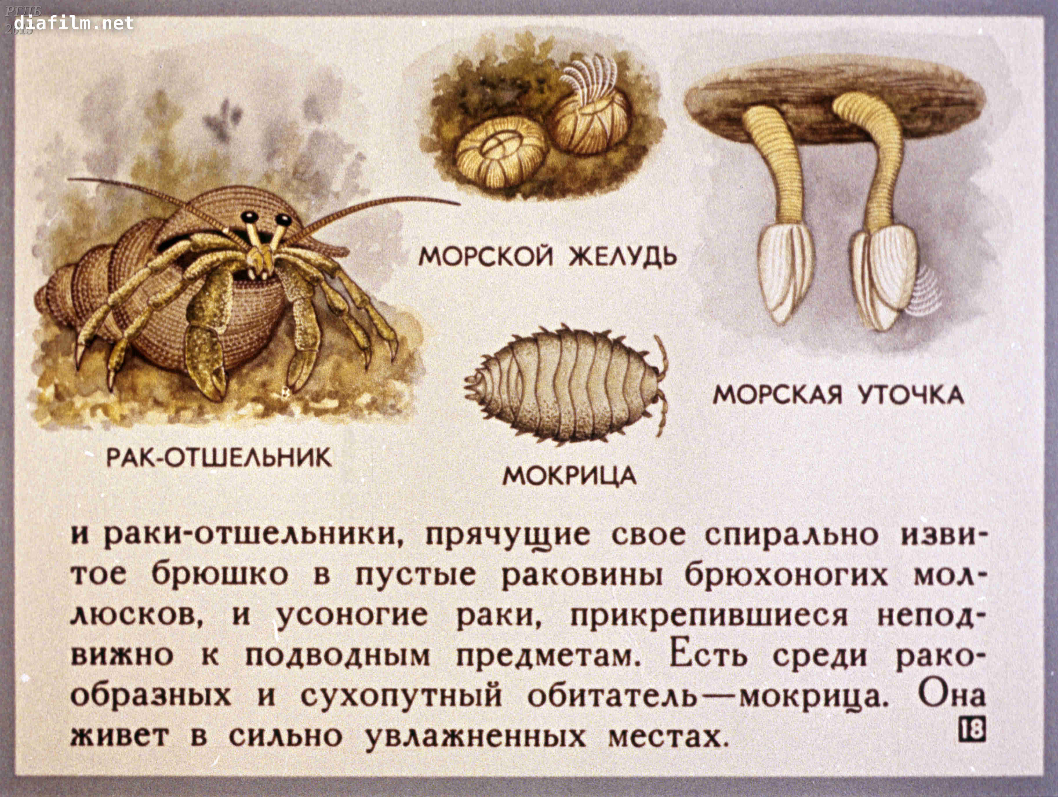 Класс ракообразные — общая характеристика