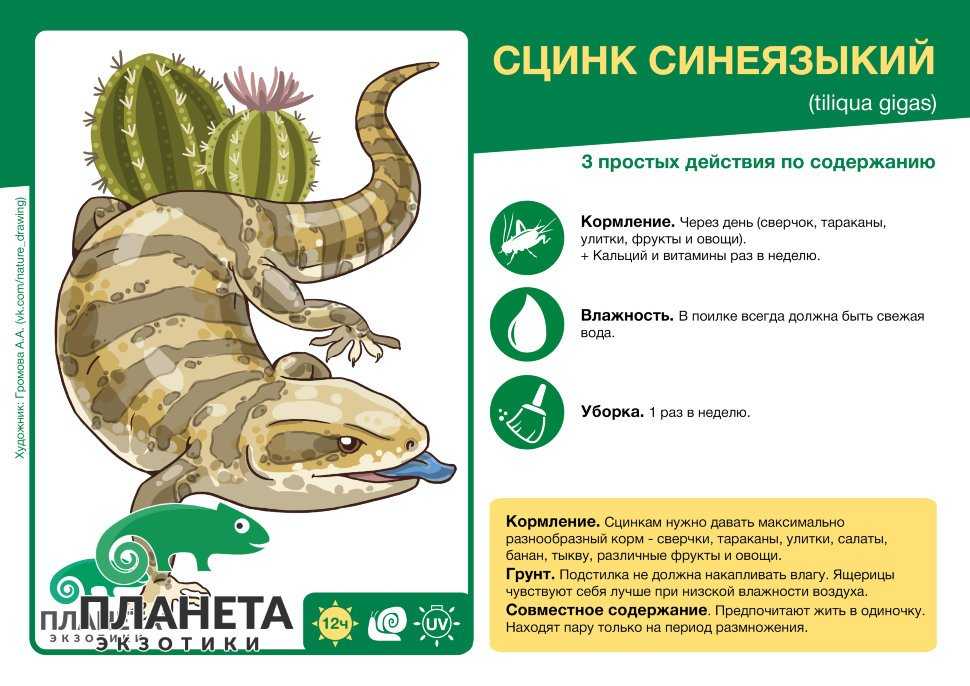 Ящерица: все самое интересно о ее повадках, внешнем виде, образе жизни