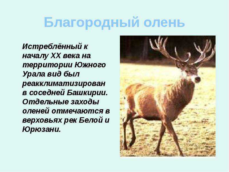 Олень: описание, виды, среда обитания, что едят, враги и образ жизни | планета животных