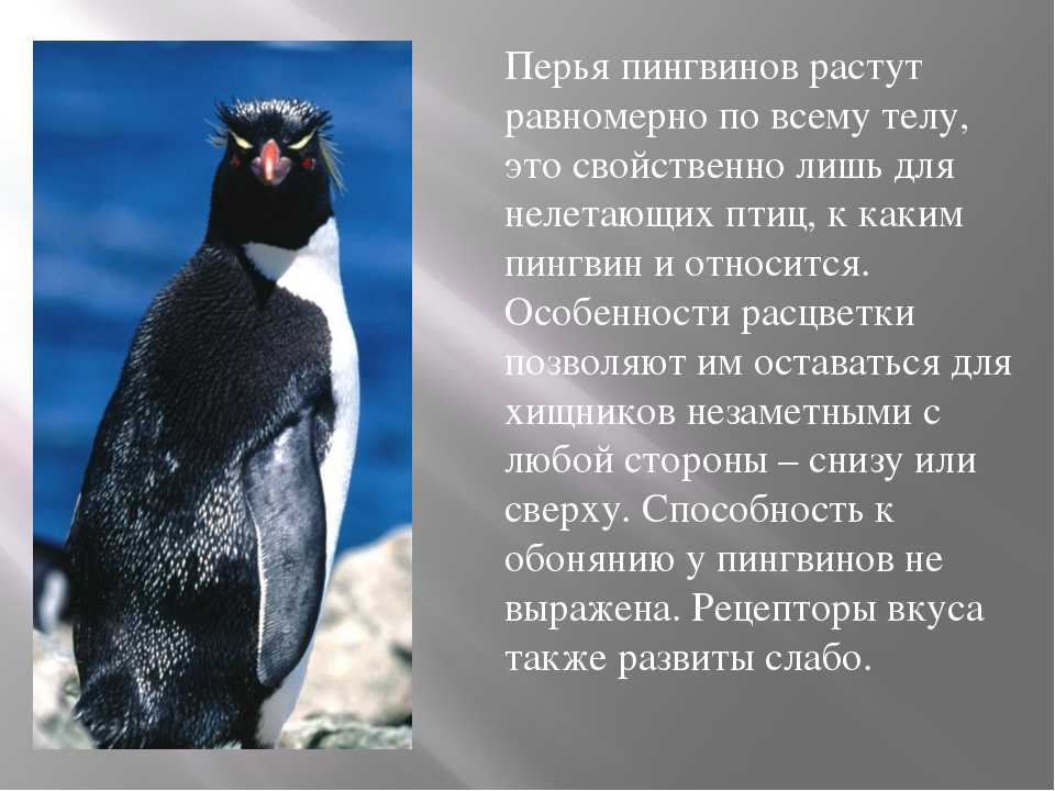 Про пингвинов рассказ читать. Описание пингвина. Доклад про пингвинов. Интересное о пингвинах для детей. Пингвин краткое описание.
