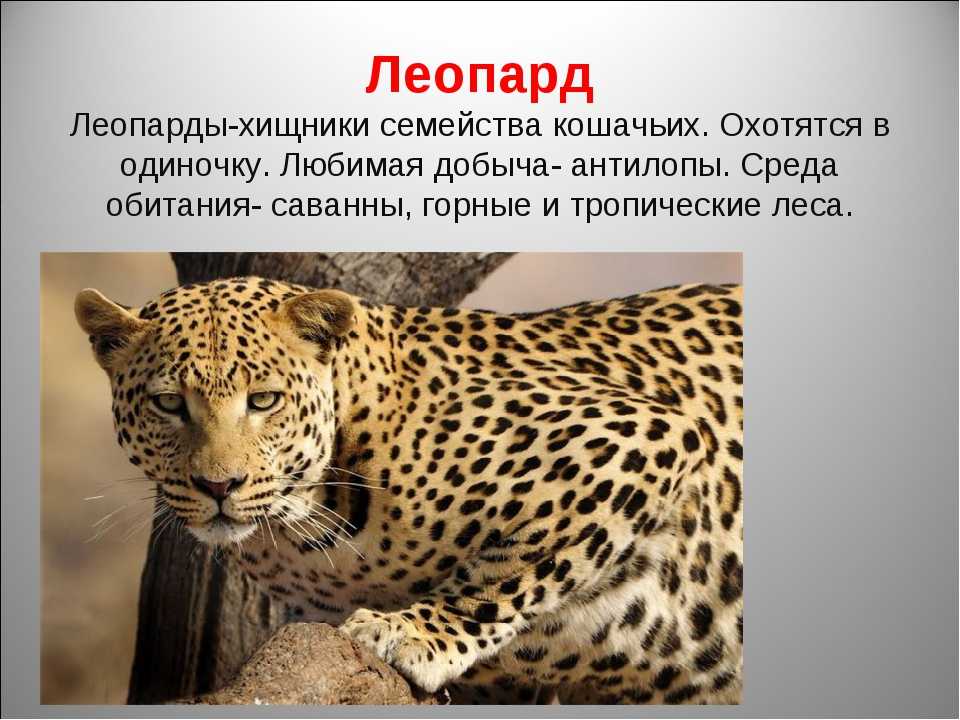 Леопард - фото, виды и описание, где обитает и как выглядит, факты для детей