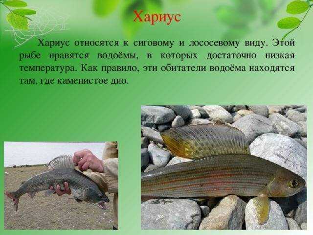Хариус