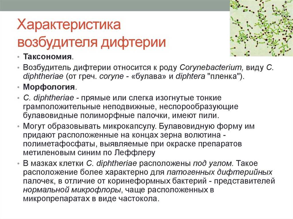Дамарский пескорой — вики