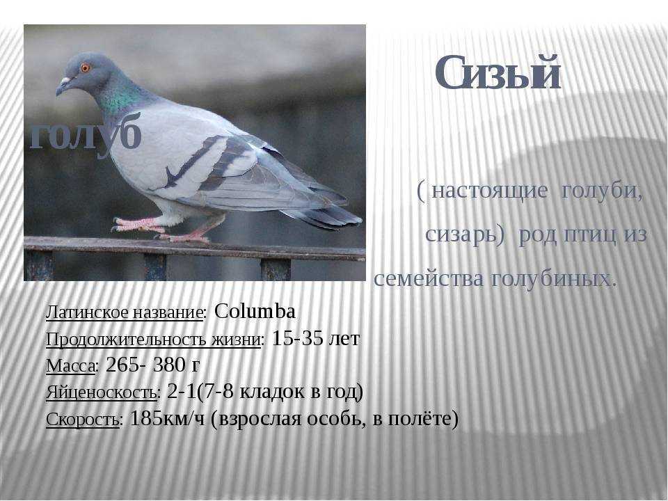 Скалистый голубь