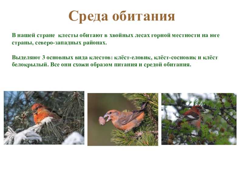 Клест: внешний вид, фото, особенности, интересные факты, среда обитания