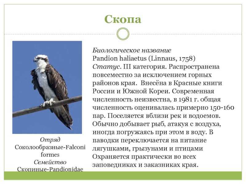 Скопа в красной книге россии – где обитает птица рыболов скопа