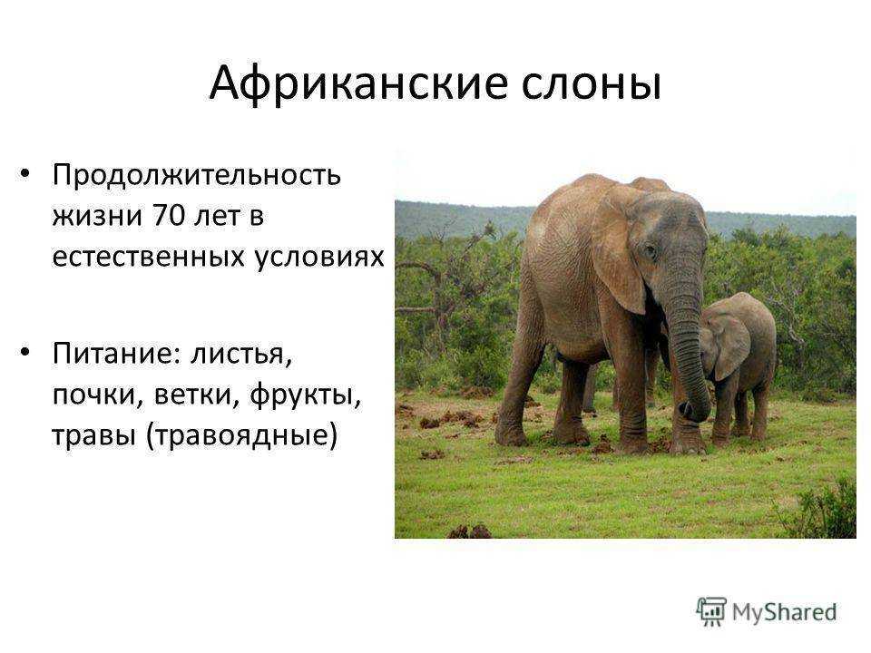 Сколько диких слонов. Продолжительность жизни слона. Африканский слон. Слон продолжитеельнлмтьжизни. Средняя Продолжительность жизни слона.