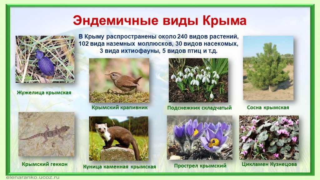 Рейтинг самых редких птиц в мире