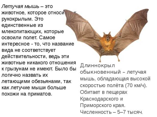 Отряд iii рукокрылые (chiroptera). жизнь животных том i млекопитающие