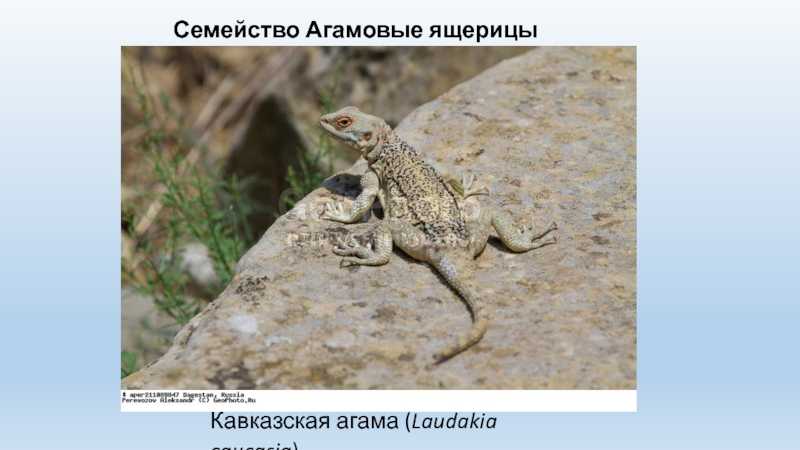 Бородатая агама ящерица. описание, особенности, образ жизни и среда обитания агамы | живность.ру