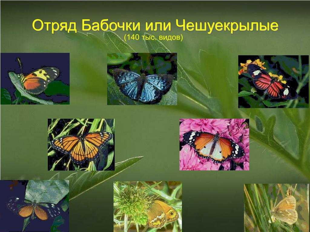 Чешуекрылые представители насекомых, чешуйчатокрылые бабочки