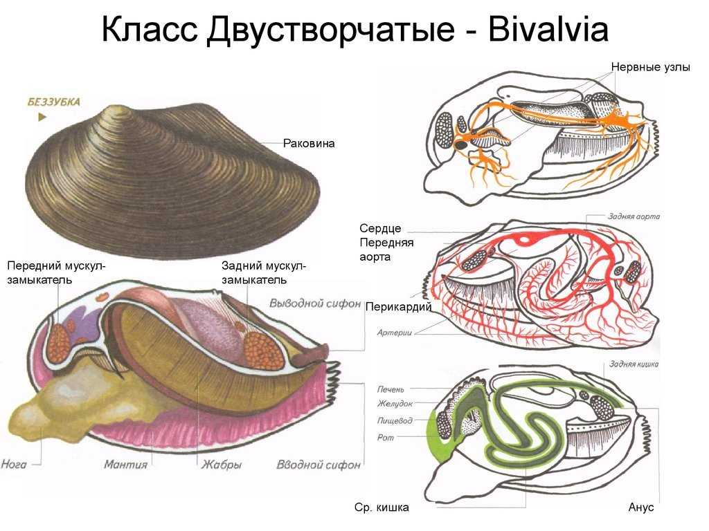 5.5.4. многообразие моллюсков