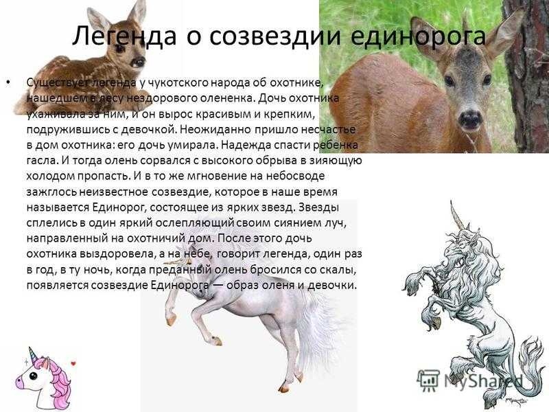 Единорог — символ целомудрия | хронотон