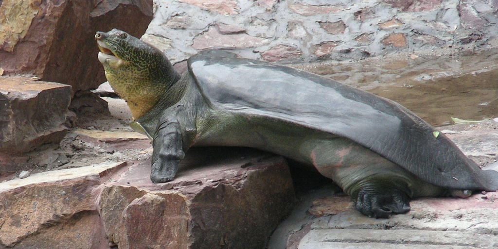 Мягкотелая черепаха свайно rafetus swinhoei. мягкотелые черепахи (trionychoidea)