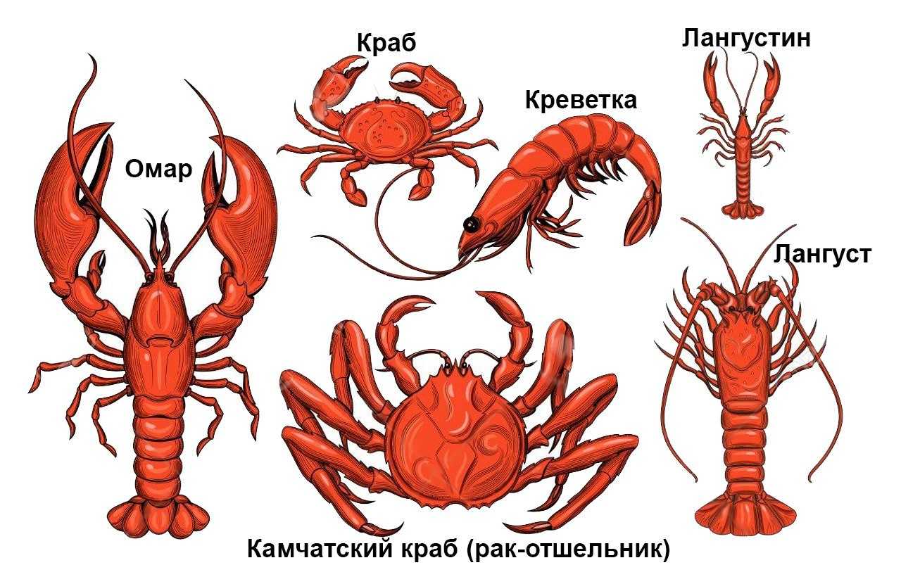 Лангустины: что это такое, польза, как есть, как приготовить