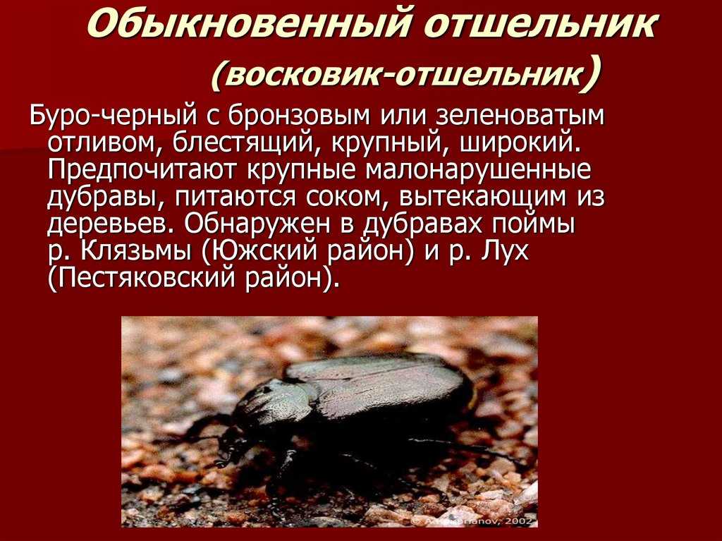 Пластинчатоусые жуки (coleoptera, scarabaeoidea). описание и фотографии | zoodom