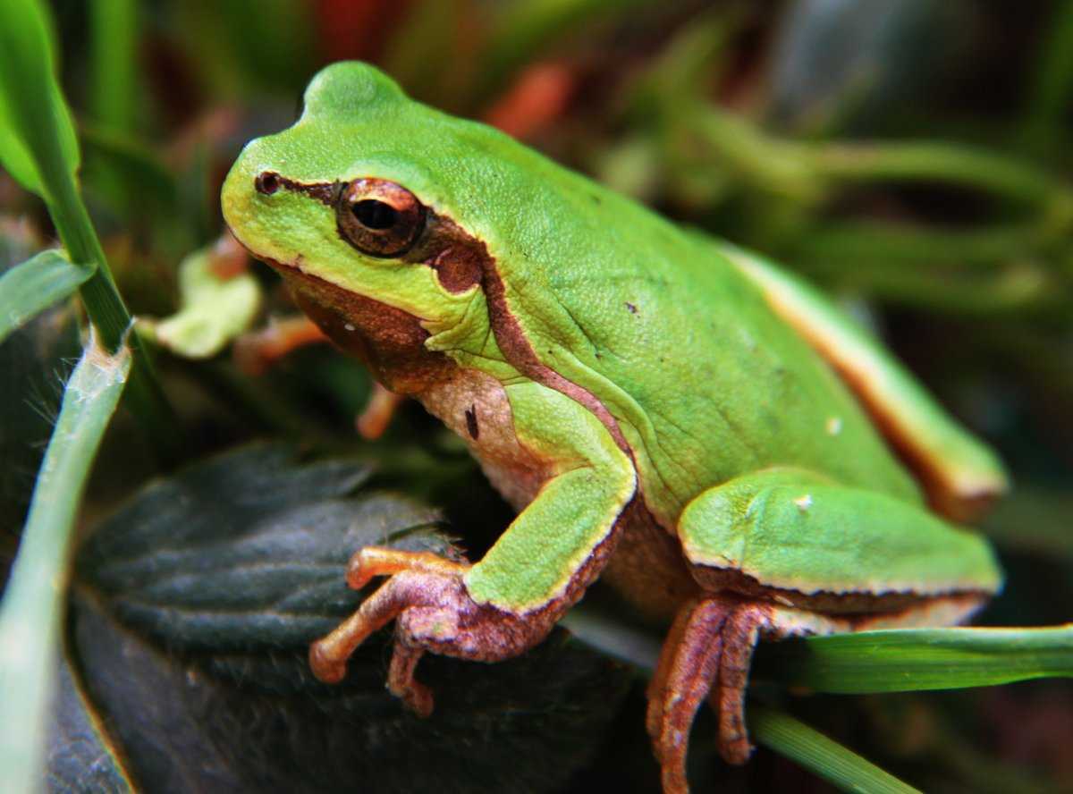 Белогубая квакша - white-lipped tree frog