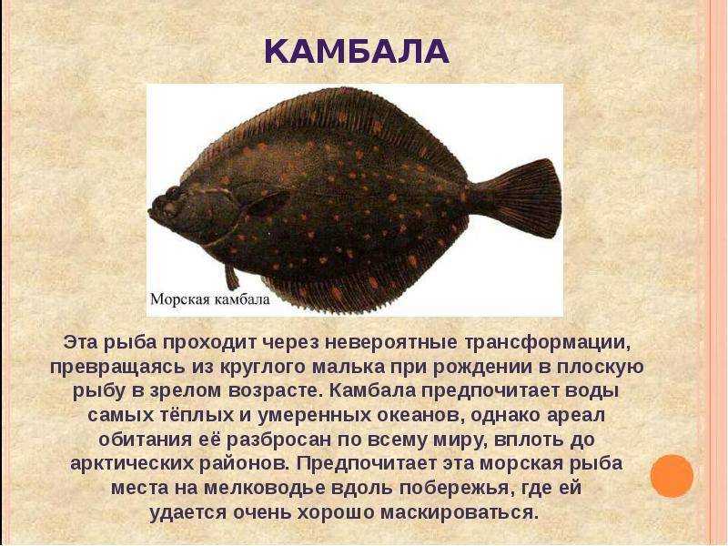 Речная камбала: описание, фото, секреты лавли