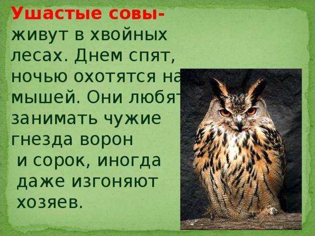 Филин — где обитает эта птица? фото, видео, образ жизни