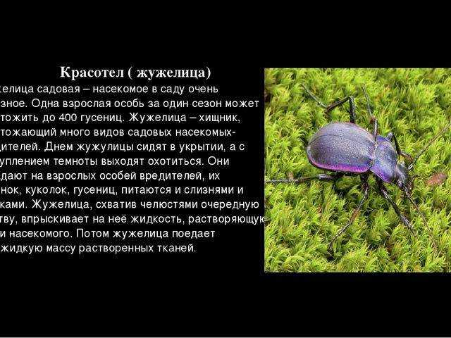 Жук жужелица: описание и образ жизни