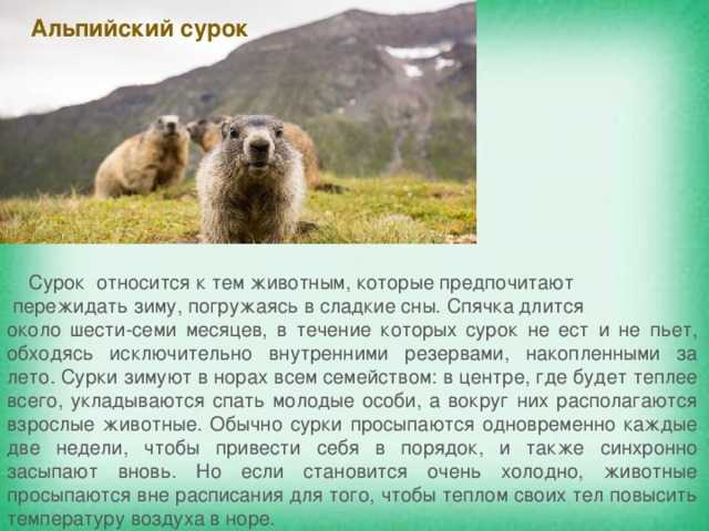 Альпийский сурок
