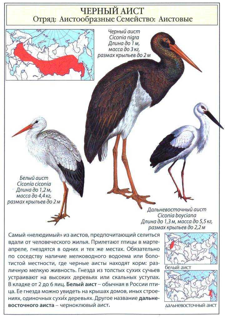 Класс птицы. это интересно.