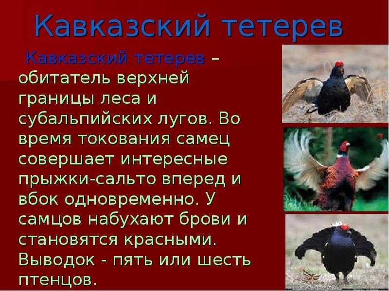 Тетерев: внешний вид, фото, особенности, интересные факты, среда обитания