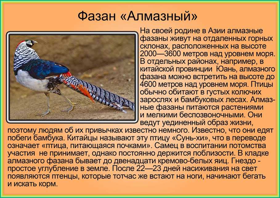 Белый ушастый фазан: фото, описание, виды, разведение