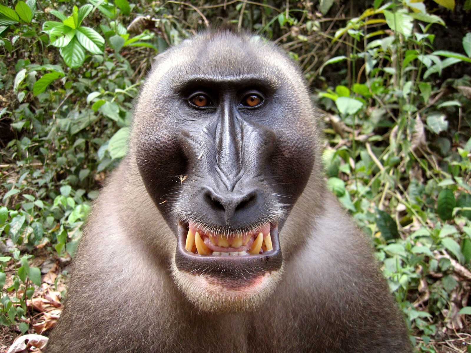 Дрил / mandrillus leucophaeus