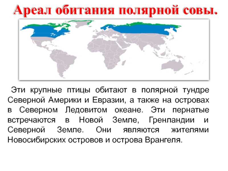 Пустынный филин, или фараонов филин - вид птиц рода филины семейства совиных, обитающий в северной африке и на ближнем востоке - семейства птиц - 2023