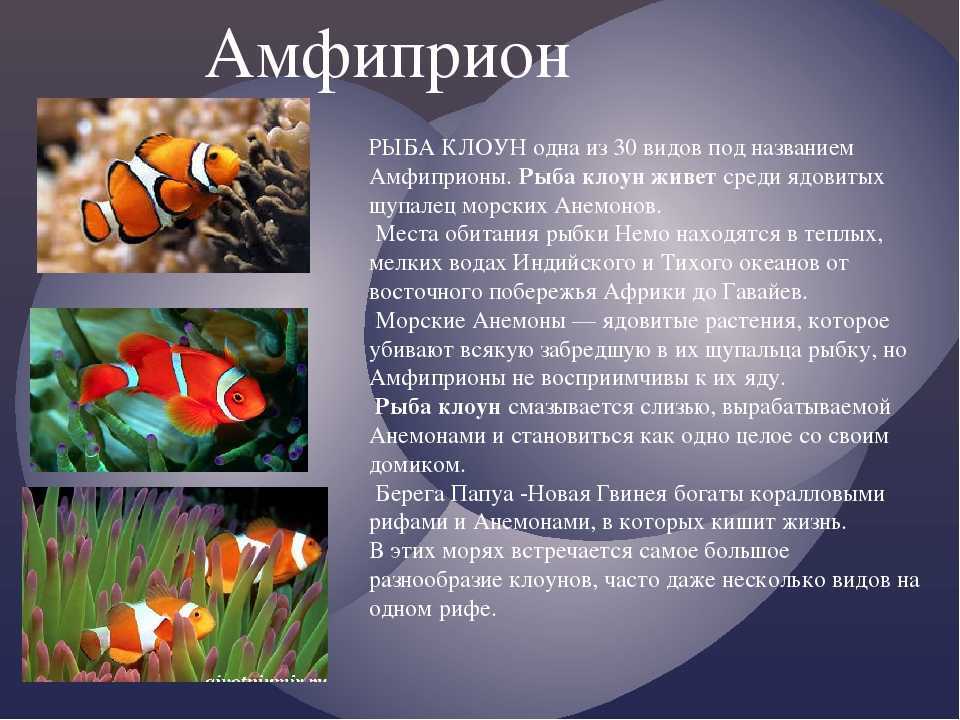 Оранжевый амфиприон — aqa.wiki