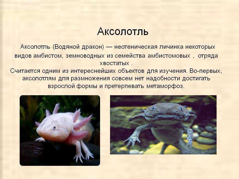 Тигровая амбистома, или тигровая саламандра