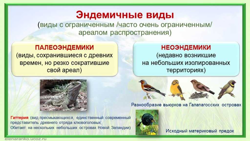 20 самых необычных птиц, о которых вы, возможно, не слышали