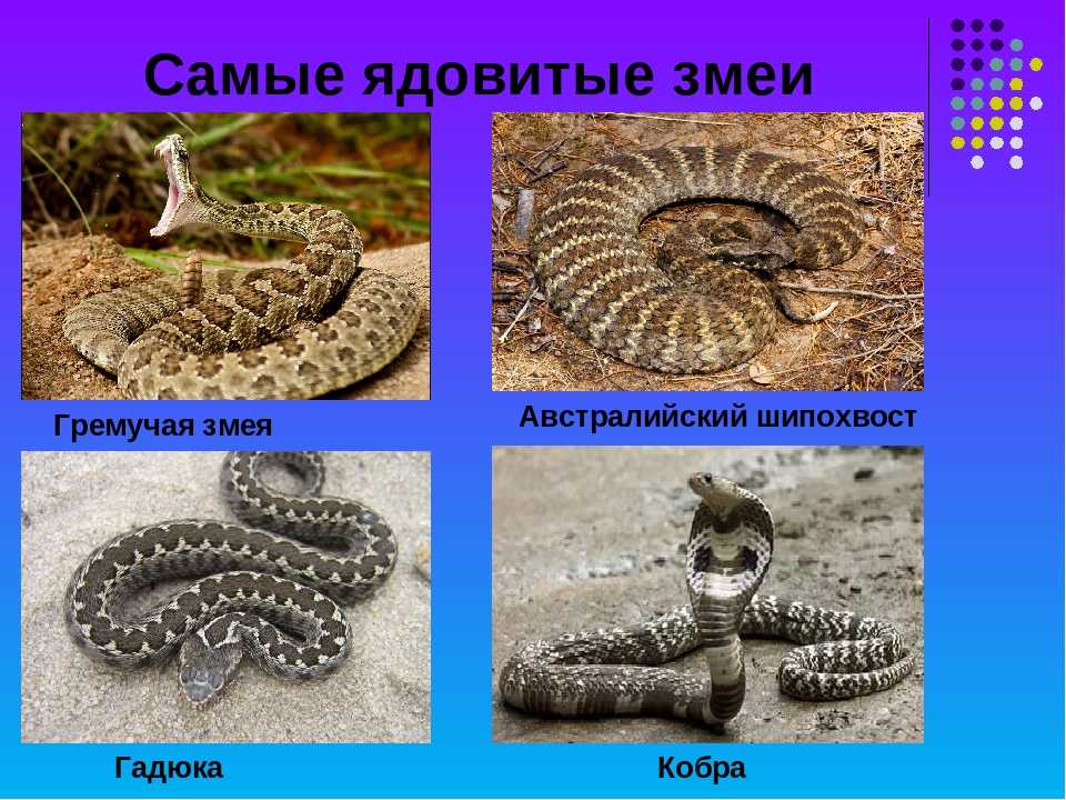 Африканский дракончик (atheris) » инфоглаз