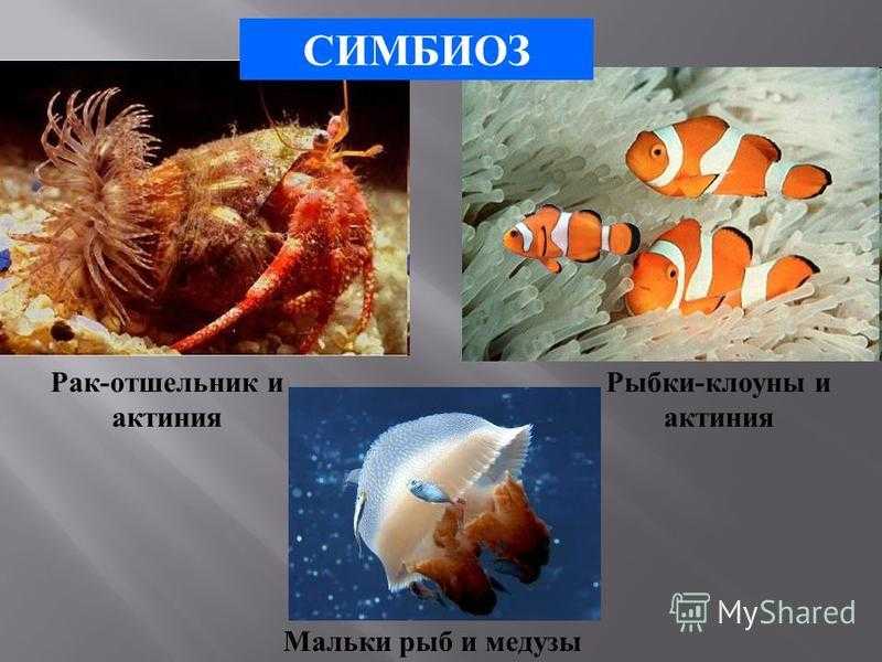 Рак-отшельник, его особенности, образ жизни и среда обитания