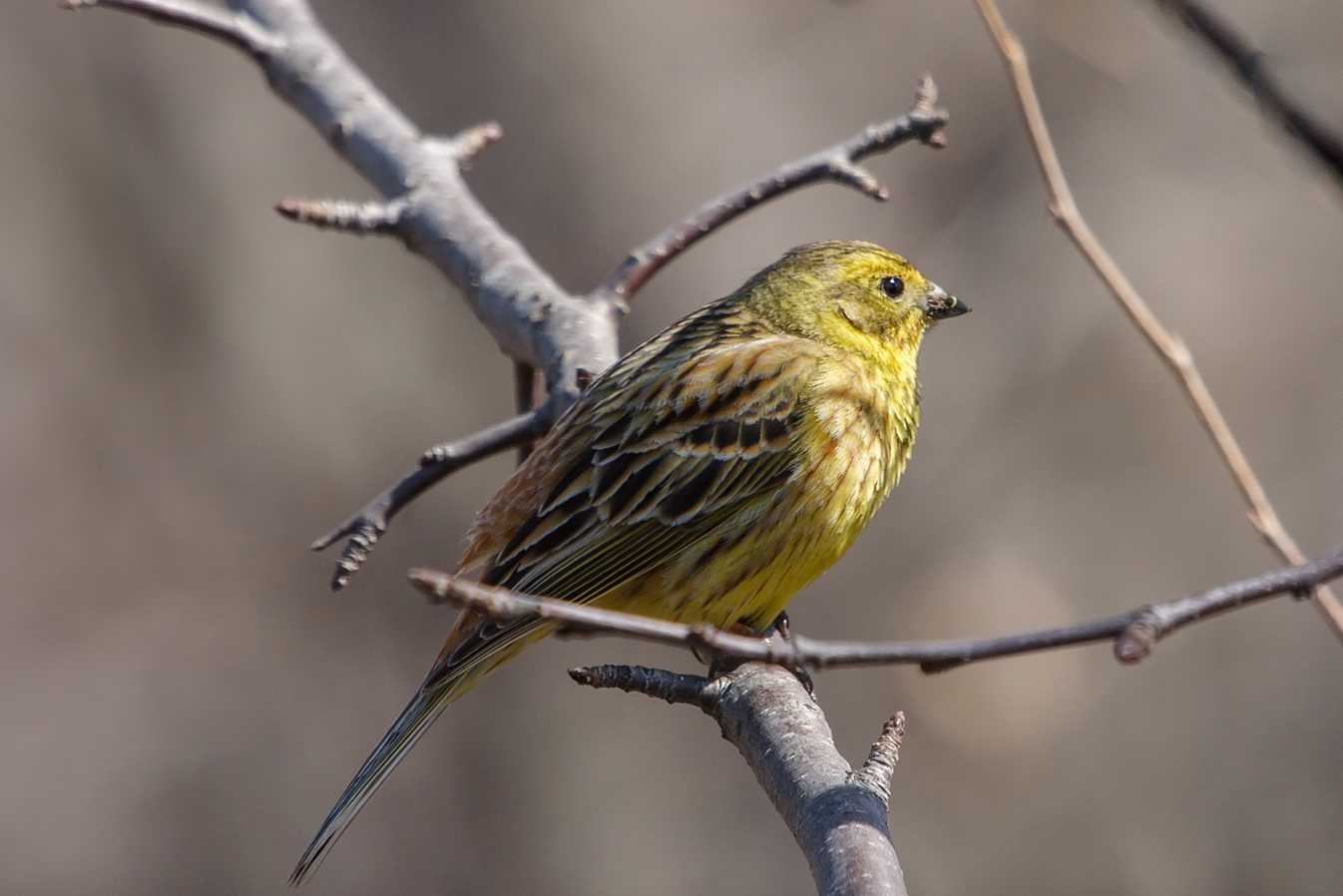 Овсянка-ремез emberiza rustica