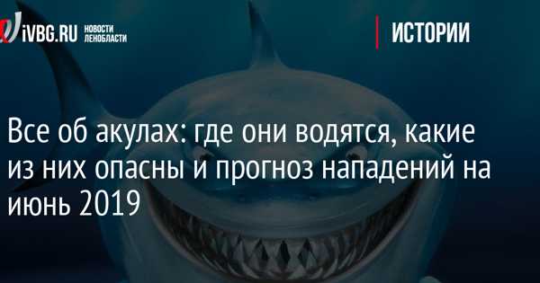Акула - 87 фото самого идеального хищника морей и океанов