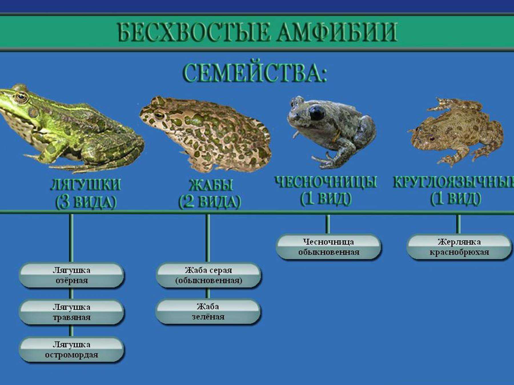 Лягушки: описание, виды, среда обитания, что ест, враги и образ жизни | планета животных