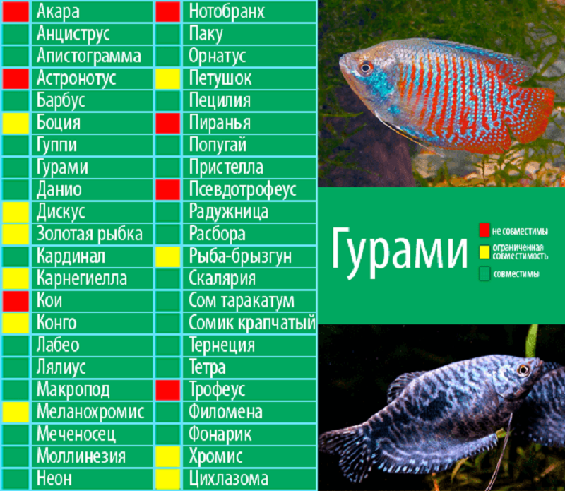 Все виды барбусов — большое семейство ярких рыб. все о содержании, совместимости и уходе