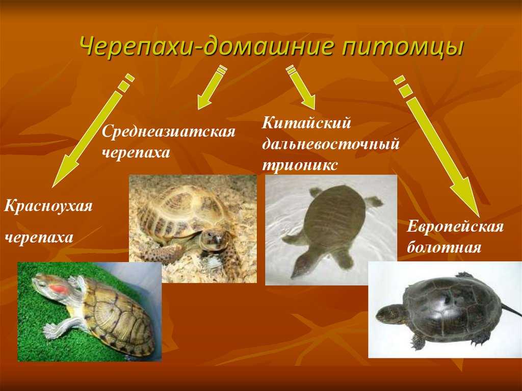 Дальневосточная черепаха или китайский трионикс