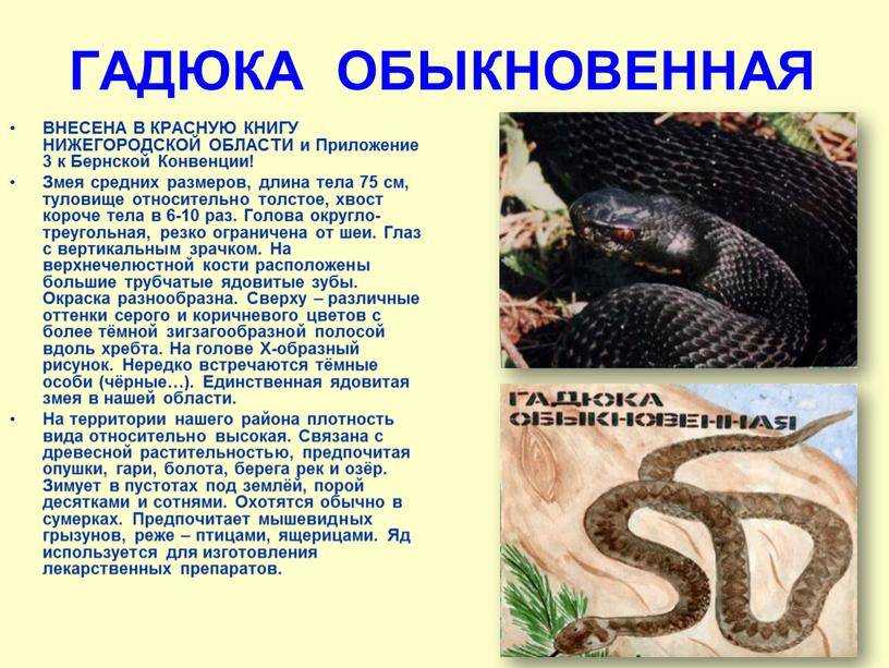 Чешуйчатые пресмыкающиеся (рептилии) - представители с фото