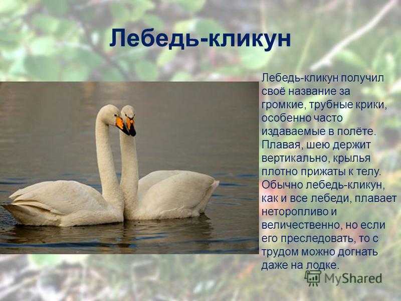 Лебедь кликун: описание и характеристика породы
