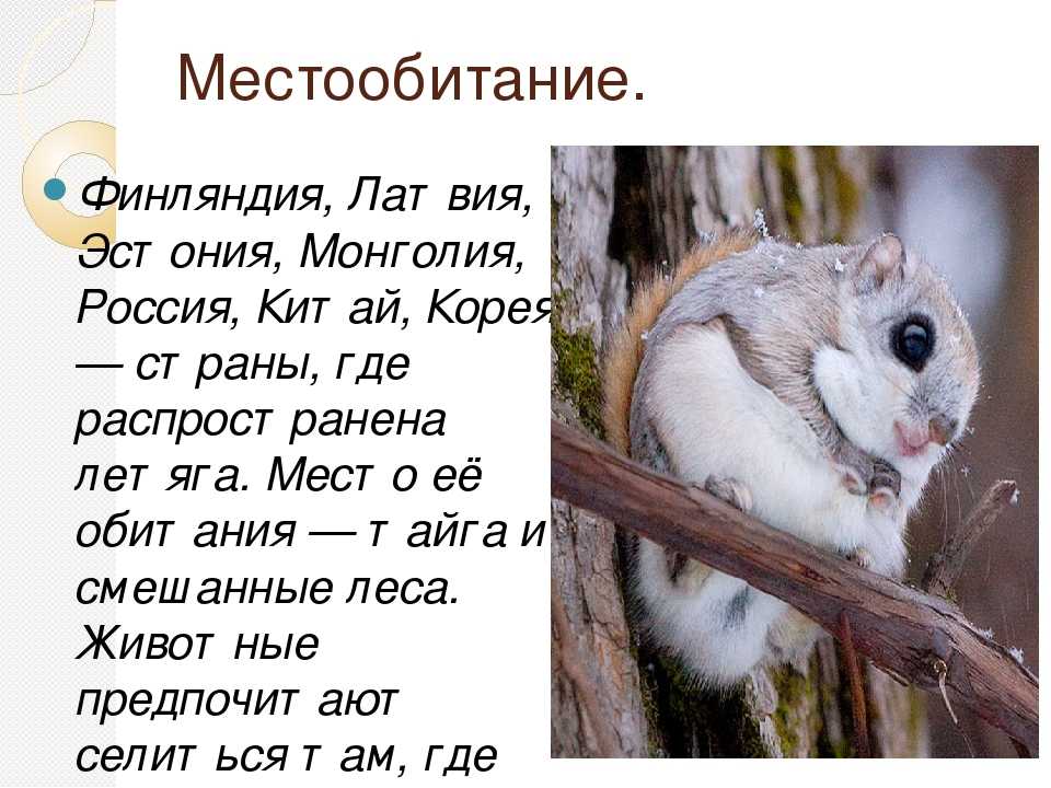 Белка-летяга: как выглядит животное, интересные факты и много фото