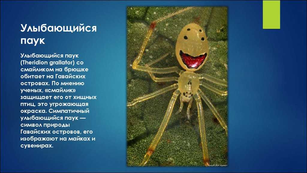 Паук волк (86 фото) - описание, виды, размеры, охранный статус