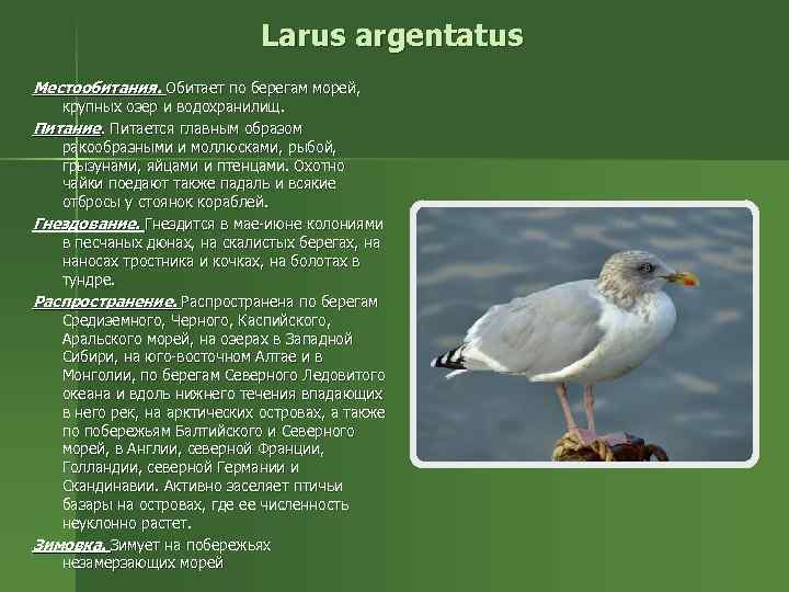 Средиземноморская чайка Larus michahellis - довольно крупная птица с размахом крыльев 120-140 см и длиной тела 52-58 см, обитающая на протяжении всего побережья Средиземного, Эгейского и Адриатического морей