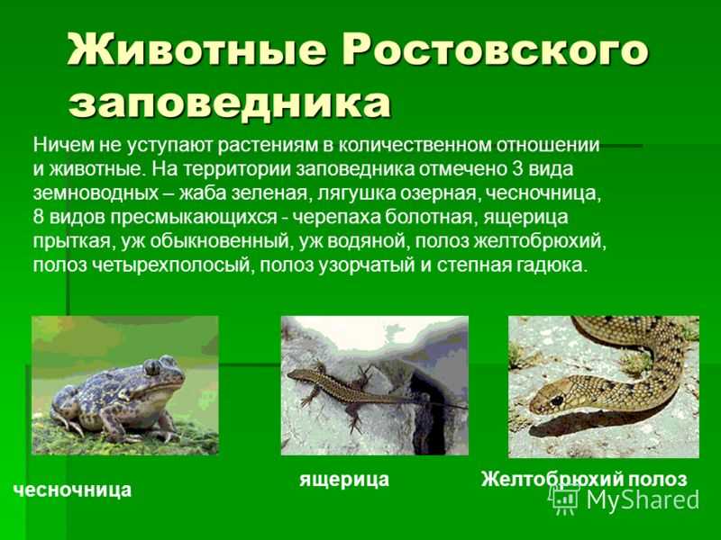 Ящерица: все самое интересно о ее повадках, внешнем виде, образе жизни