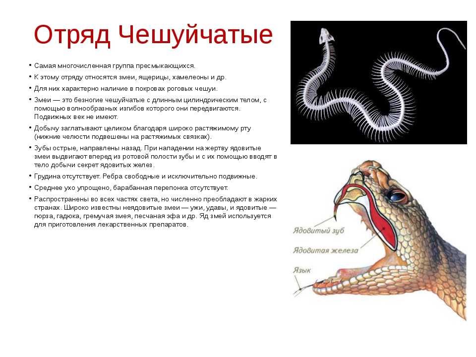Чешуйчатые пресмыкающиеся (рептилии) - представители с фото