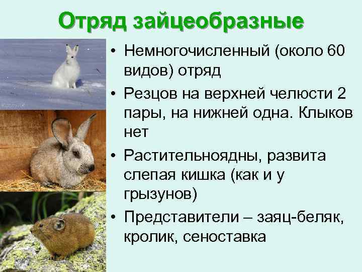 Заяц: виды, размножение, питание, места обитания, фото, описание, враги, внешний вид | аквариумные рыбки