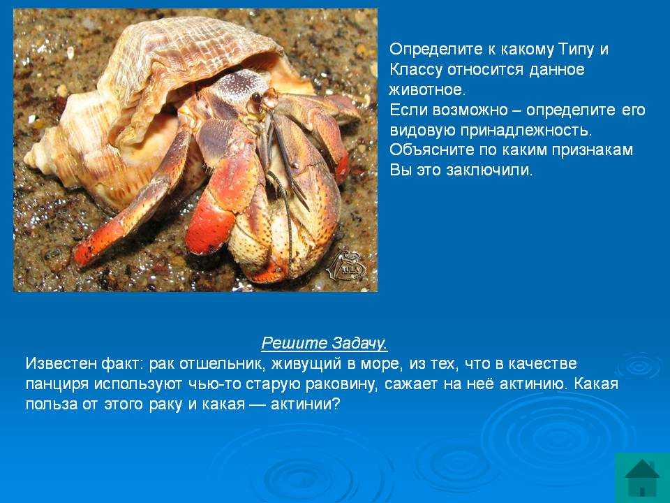 Рак-отшельник: описание, естественная среда обитания и содержание в домашних условиях